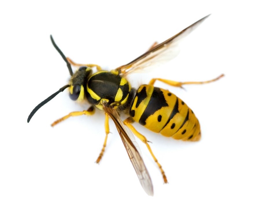 European Wasp